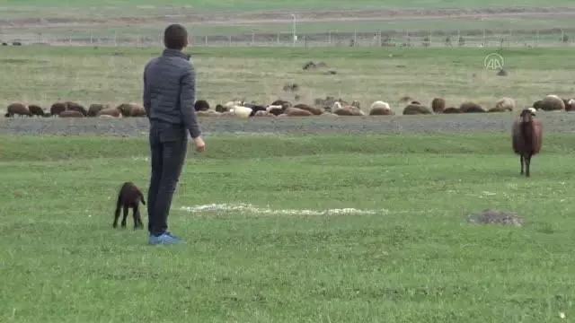 Karslı besici merada doğan kuzuyu evine bisikletle götürdü Karslı besici merada doğan kuzuyu evine bisikletle götürdü