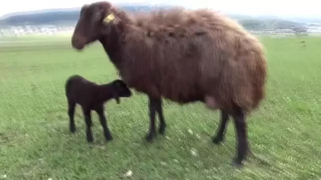 Karslı besici merada doğan kuzuyu evine bisikletle götürdü Karslı besici merada doğan kuzuyu evine bisikletle götürdü
