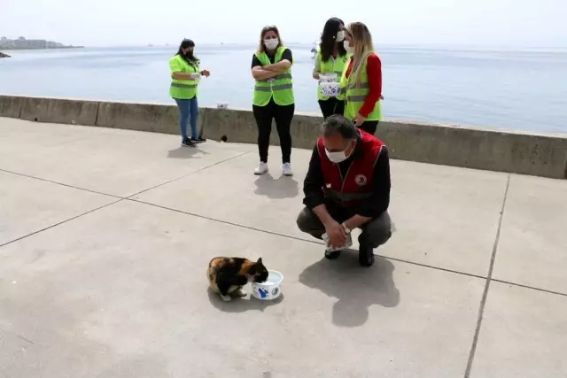 Kartal Belediyesi tam kapanma sürecinde de sokak hayvanlarının yanında Kartal Belediyesi tam kapanma sürecinde de sokak hayvanlarının yanında