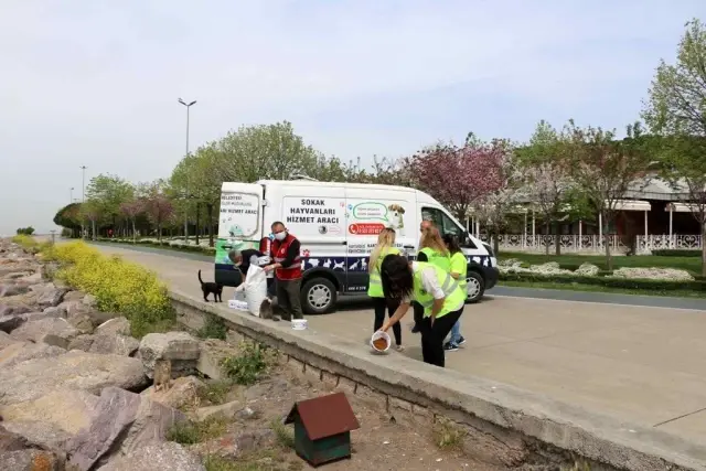 Kartal Belediyesi tam kapanma sürecinde de sokak hayvanlarının yanında Kartal Belediyesi tam kapanma sürecinde de sokak hayvanlarının yanında