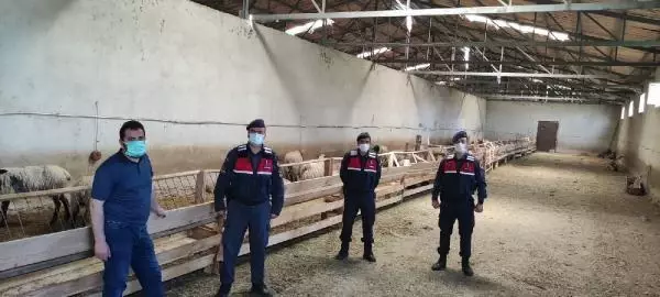 KAYSERİ'DE 120 KÜÇÜKBAŞ HIRSIZLIĞINA 1 TUTUKLAMA KAYSERİ'DE 120 KÜÇÜKBAŞ HIRSIZLIĞINA 1 TUTUKLAMA