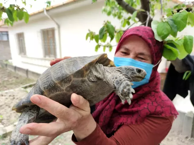 Kibrit kutusunda getirdi, 3 yıl terlik içerisinde büyüttü, şimdi evladı gibi seviyor Kibrit kutusunda getirdi, 3 yıl terlik içerisinde büyüttü, şimdi evladı gibi seviyor