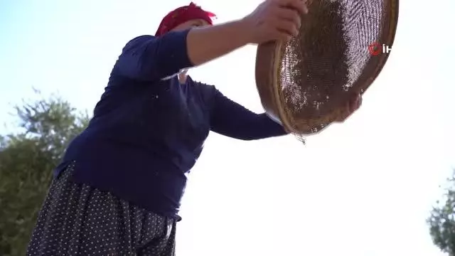 Kilis Zeytinyağı coğrafi işareti alarak tescillendi Kilis Zeytinyağı coğrafi işareti alarak tescillendi