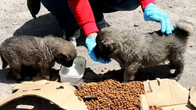 Kısıtlamada can dostlar unutulmadı Kısıtlamada can dostlar unutulmadı