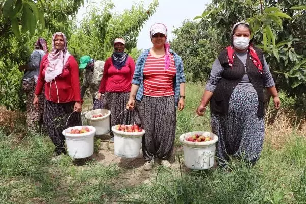 Kısıtlamada 'erkenci nektarin' hasadı sürüyor Kısıtlamada 'erkenci nektarin' hasadı sürüyor