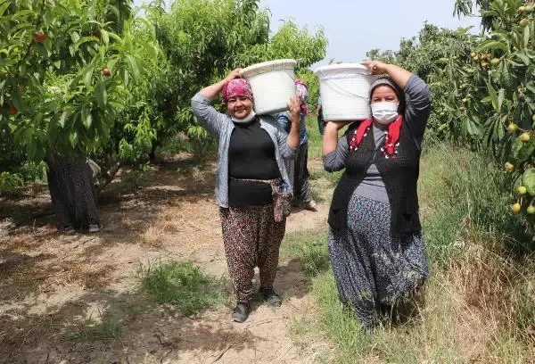 Kısıtlamada 'erkenci nektarin' hasadı sürüyor Kısıtlamada 'erkenci nektarin' hasadı sürüyor