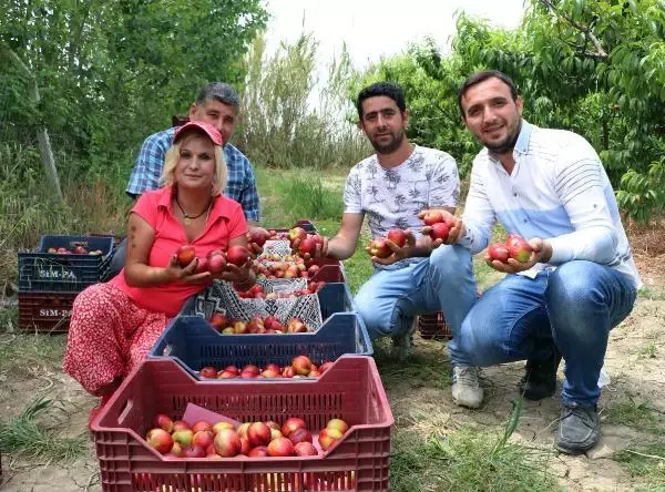 Kısıtlamada 'erkenci nektarin' hasadı sürüyor Kısıtlamada 'erkenci nektarin' hasadı sürüyor