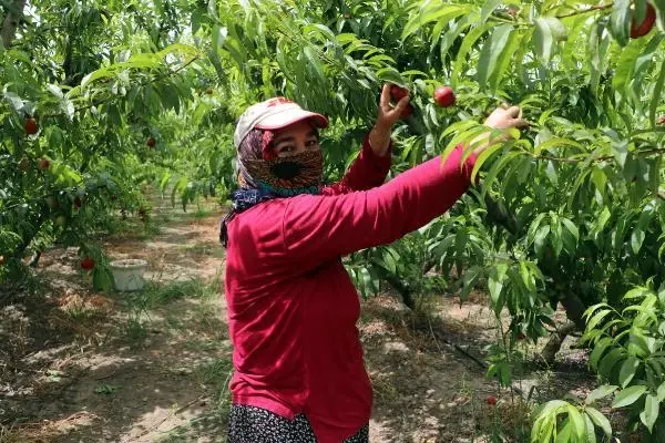 Kısıtlamada 'erkenci nektarin' hasadı sürüyor Kısıtlamada 'erkenci nektarin' hasadı sürüyor