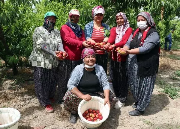 Kısıtlamada 'erkenci nektarin' hasadı sürüyor Kısıtlamada 'erkenci nektarin' hasadı sürüyor