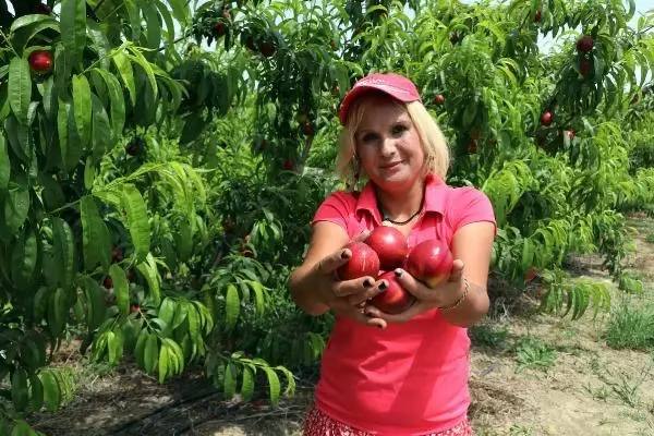 Kısıtlamada 'erkenci nektarin' hasadı sürüyor Kısıtlamada 'erkenci nektarin' hasadı sürüyor