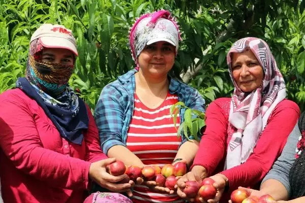 Kısıtlamada 'erkenci nektarin' hasadı sürüyor Kısıtlamada 'erkenci nektarin' hasadı sürüyor