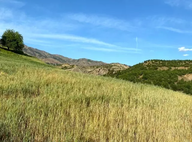 Kuraklık, Kulplu çiftçilerin kabusu oldu Kuraklık, Kulplu çiftçilerin kabusu oldu