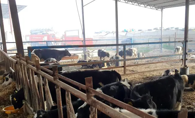 - Kuyucak'taki yangında bin tondan fazla saman zarar gördü - Kuyucak'taki yangında bin tondan fazla saman zarar gördü