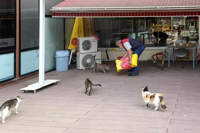 Maltepe'de sokaktaki canlara 1 ton mama Maltepe'de sokaktaki canlara 1 ton mama