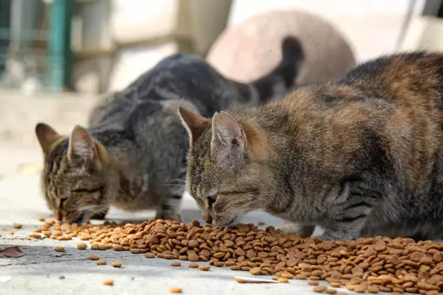 Maltepe'de sokaktaki canlara 1 ton mama Maltepe'de sokaktaki canlara 1 ton mama