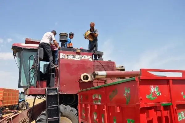 MARDİN'DE KURAKLIK NEDENİYLE MERCİMEK HASADI ERKEN BAŞLADI MARDİN'DE KURAKLIK NEDENİYLE MERCİMEK HASADI ERKEN BAŞLADI