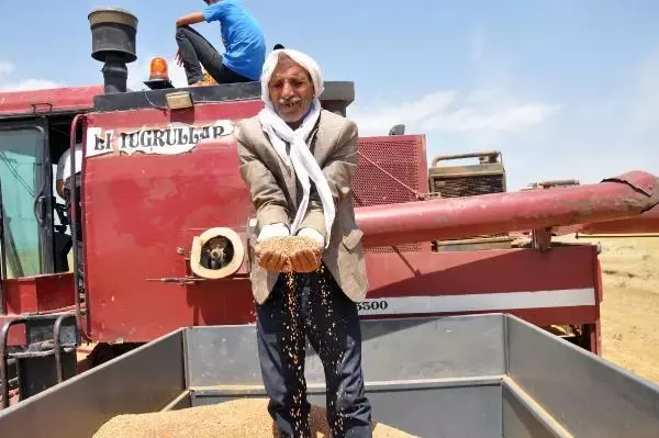MARDİN'DE KURAKLIK NEDENİYLE MERCİMEK HASADI ERKEN BAŞLADI MARDİN'DE KURAKLIK NEDENİYLE MERCİMEK HASADI ERKEN BAŞLADI