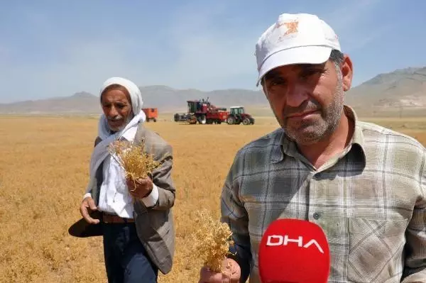 MARDİN'DE KURAKLIK NEDENİYLE MERCİMEK HASADI ERKEN BAŞLADI MARDİN'DE KURAKLIK NEDENİYLE MERCİMEK HASADI ERKEN BAŞLADI