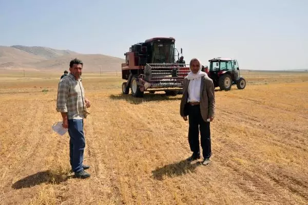MARDİN'DE KURAKLIK NEDENİYLE MERCİMEK HASADI ERKEN BAŞLADI MARDİN'DE KURAKLIK NEDENİYLE MERCİMEK HASADI ERKEN BAŞLADI