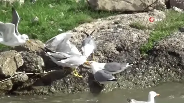 Martıların bir balık üzerine kıyasıya mücadelesi Martıların bir balık üzerine kıyasıya mücadelesi