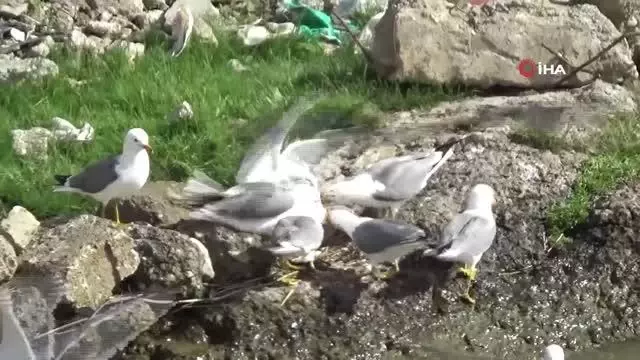 Martıların bir balık üzerine kıyasıya mücadelesi Martıların bir balık üzerine kıyasıya mücadelesi