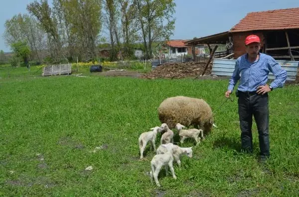MERİNOS KIRMASI KOYUNU, BEŞİZ DOĞURDU MERİNOS KIRMASI KOYUNU, BEŞİZ DOĞURDU