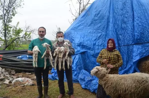 MERİNOS KIRMASI KOYUNU, BEŞİZ DOĞURDU MERİNOS KIRMASI KOYUNU, BEŞİZ DOĞURDU