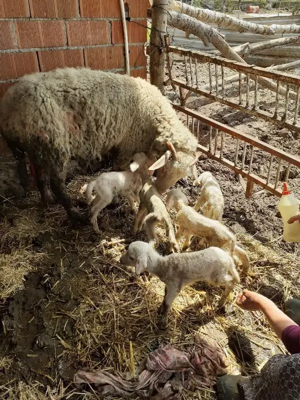 MERİNOS KIRMASI KOYUNU, BEŞİZ DOĞURDU MERİNOS KIRMASI KOYUNU, BEŞİZ DOĞURDU