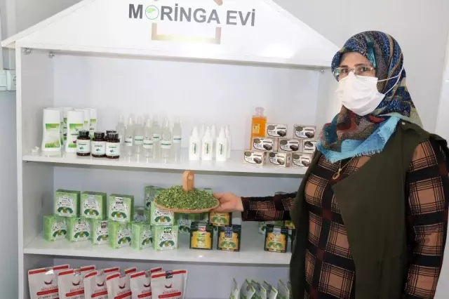 Moringa bitkisi sayesinde iş kadını oldular Moringa bitkisi sayesinde iş kadını oldular