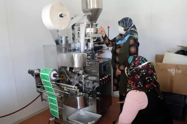 Moringa bitkisi sayesinde iş kadını oldular Moringa bitkisi sayesinde iş kadını oldular