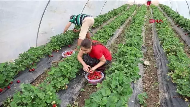 MUĞLA MARMARİS'TE ESNAF VE VATANDAŞIN YÜZÜNÜ GÜLDÜ MUĞLA MARMARİS'TE ESNAF VE VATANDAŞIN YÜZÜNÜ GÜLDÜ