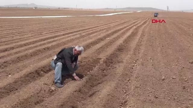 NİĞDE'DE PATATES EKİMİ BAŞLADI NİĞDE'DE PATATES EKİMİ BAŞLADI