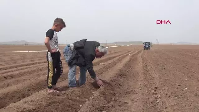 NİĞDE'DE PATATES EKİMİ BAŞLADI NİĞDE'DE PATATES EKİMİ BAŞLADI