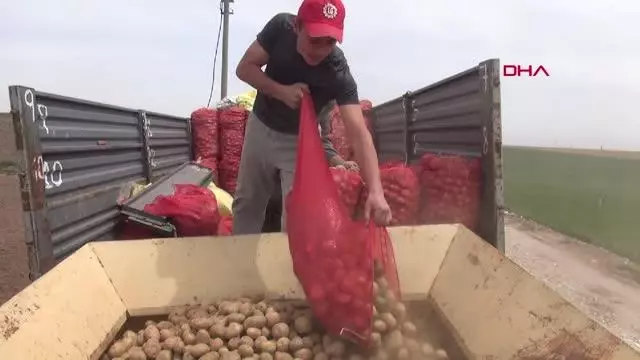 NİĞDE'DE PATATES EKİMİ BAŞLADI NİĞDE'DE PATATES EKİMİ BAŞLADI