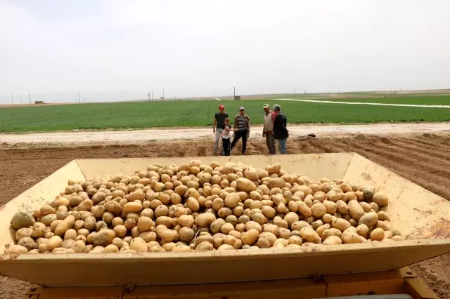 Patates ekimine başlandı Patates ekimine başlandı