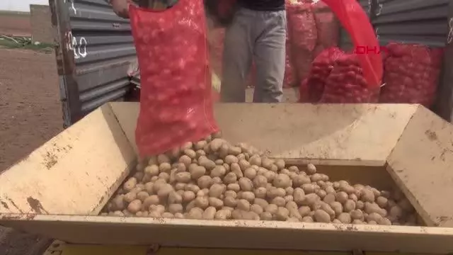 NİĞDE'DE PATATES EKİMİ BAŞLADI NİĞDE'DE PATATES EKİMİ BAŞLADI