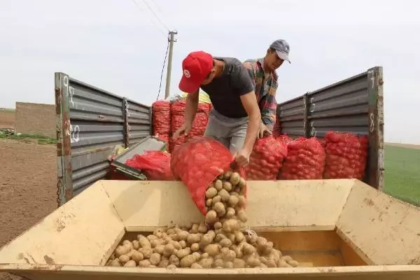 Patates ekimine başlandı Patates ekimine başlandı