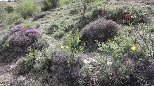Oltu'da laleler açmaya başladı Oltu'da laleler açmaya başladı