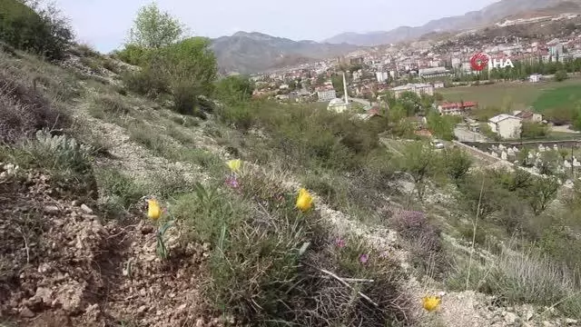 Oltu'da laleler açmaya başladı Oltu'da laleler açmaya başladı