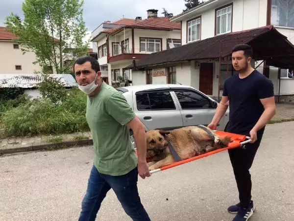 DÜZCE OTOMOBİL ÇARPAN KÖPEĞİ SEDYE İLE VETERİNERE TAŞIDILAR DÜZCE OTOMOBİL ÇARPAN KÖPEĞİ SEDYE İLE VETERİNERE TAŞIDILAR