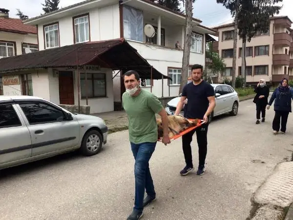 DÜZCE OTOMOBİL ÇARPAN KÖPEĞİ SEDYE İLE VETERİNERE TAŞIDILAR DÜZCE OTOMOBİL ÇARPAN KÖPEĞİ SEDYE İLE VETERİNERE TAŞIDILAR