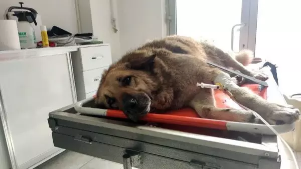 Otomobil çarpan köpeği sedye ile veterinere taşıdılar Otomobil çarpan köpeği sedye ile veterinere taşıdılar