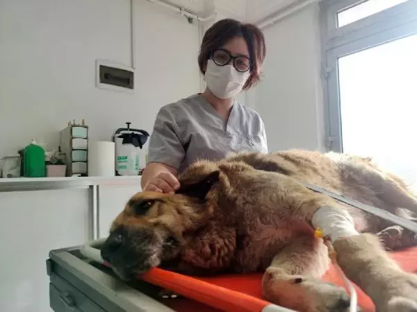 Otomobil çarpan köpeği sedye ile veterinere taşıdılar Otomobil çarpan köpeği sedye ile veterinere taşıdılar