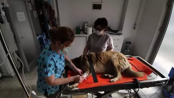 Otomobil çarpan köpeği sedye ile veterinere taşıdılar Otomobil çarpan köpeği sedye ile veterinere taşıdılar