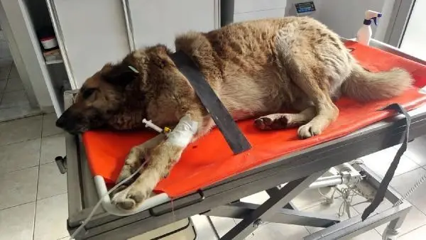 Otomobil çarpan köpeği sedye ile veterinere taşıdılar Otomobil çarpan köpeği sedye ile veterinere taşıdılar