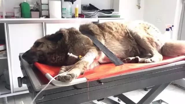 Otomobilin çarptığı yaralı köpek sedyeyle kliniğe götürüldü Otomobilin çarptığı yaralı köpek sedyeyle kliniğe götürüldü