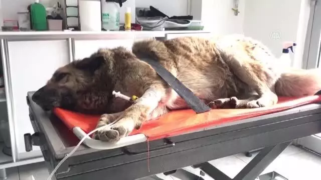 Otomobilin çarptığı yaralı köpek sedyeyle kliniğe götürüldü Otomobilin çarptığı yaralı köpek sedyeyle kliniğe götürüldü
