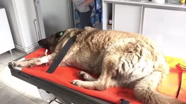 Otomobilin çarptığı yaralı köpek sedyeyle kliniğe götürüldü Otomobilin çarptığı yaralı köpek sedyeyle kliniğe götürüldü