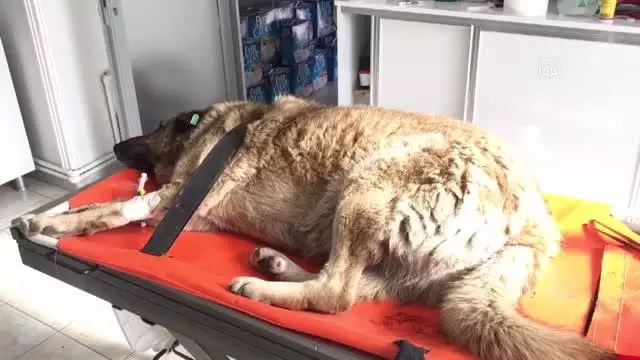 Otomobilin çarptığı yaralı köpek sedyeyle kliniğe götürüldü Otomobilin çarptığı yaralı köpek sedyeyle kliniğe götürüldü