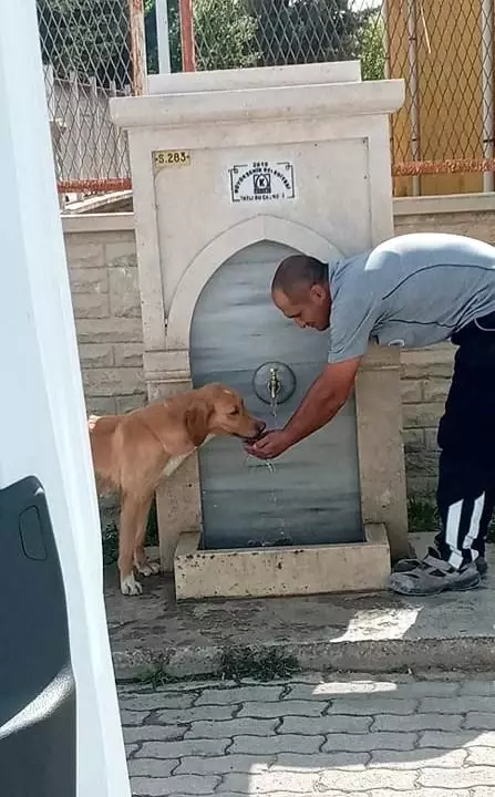 Park ve bahçeler görevlisinden örnek davranış...Susayan köpeğe eliyle su içirdi Park ve bahçeler görevlisinden örnek davranış...Susayan köpeğe eliyle su içirdi
